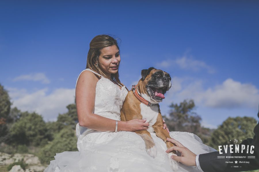 Perros en la boda